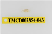 藏品(細足澤蟹)的圖片